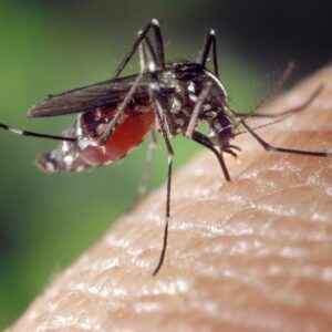 Vacuna contra el dengue: aprobación en la Argentina