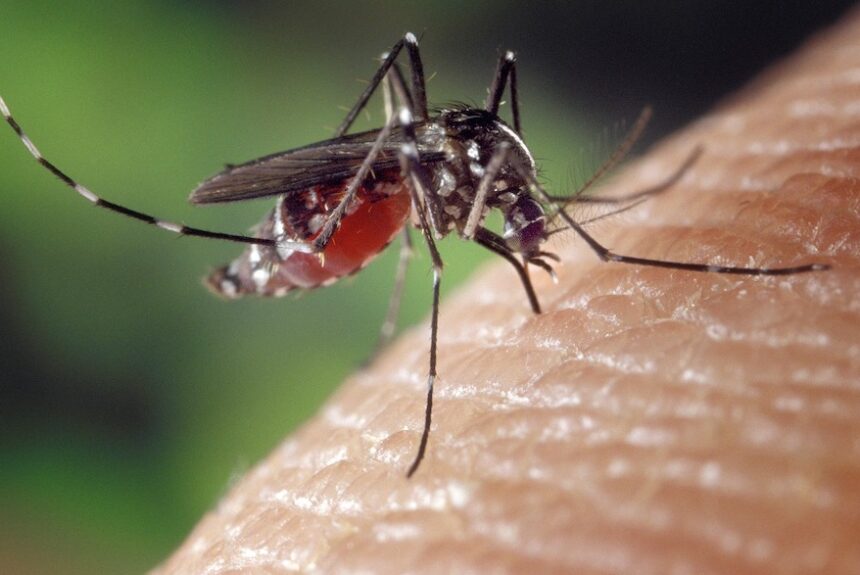 Vacuna contra el dengue: aprobación en la Argentina
