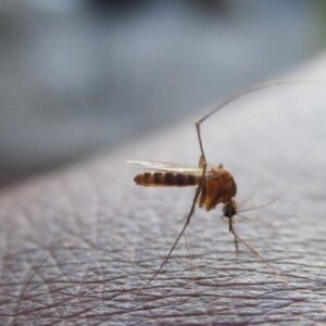 Dengue: características de la enfermedad y su prevención