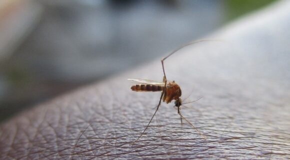 Dengue: características de la enfermedad y su prevención